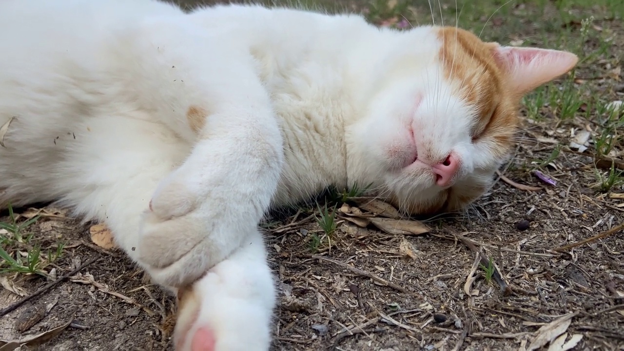 靠近头猫在花园里睡觉视频素材