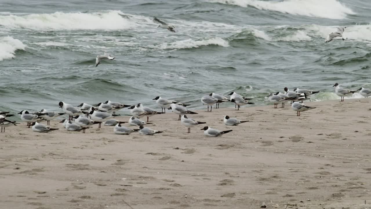 一群白海鸥在海岸线上视频素材