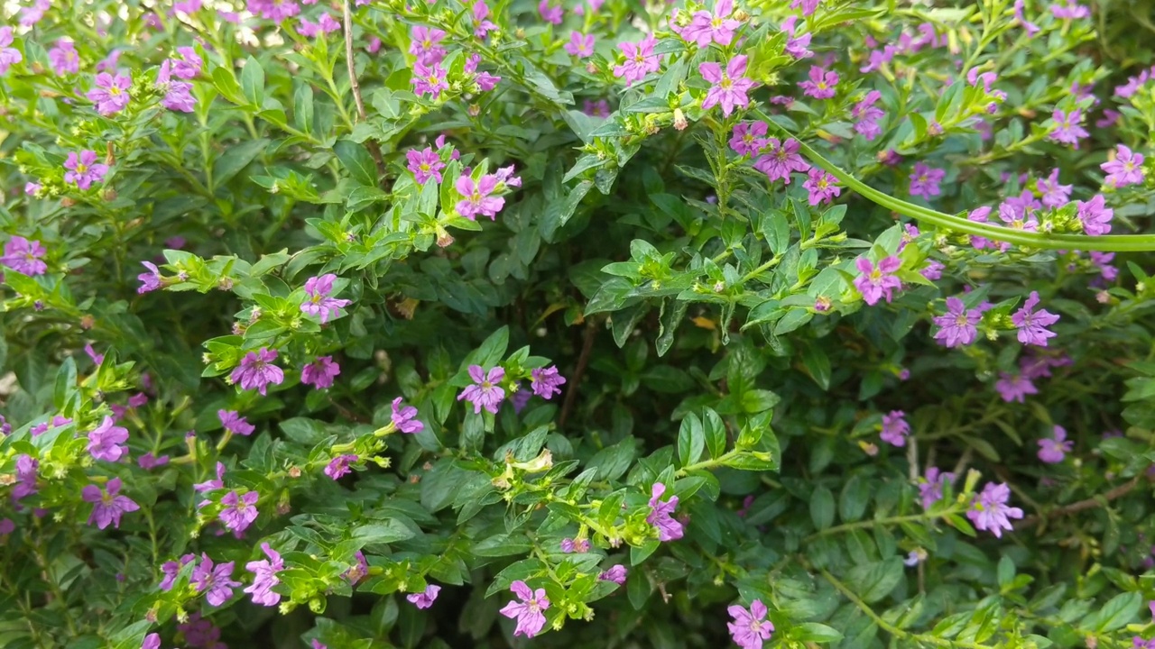 小的水平绿色和紫色的花视频素材