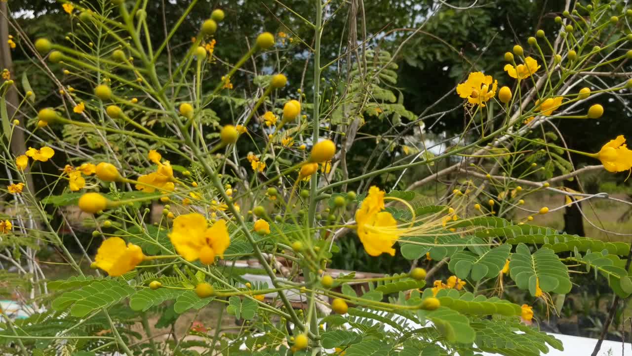 孔雀花观赏植物是黄色的视频素材