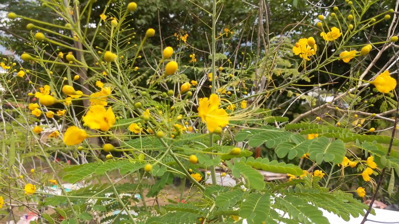 孔雀花观赏植物是黄色的视频素材