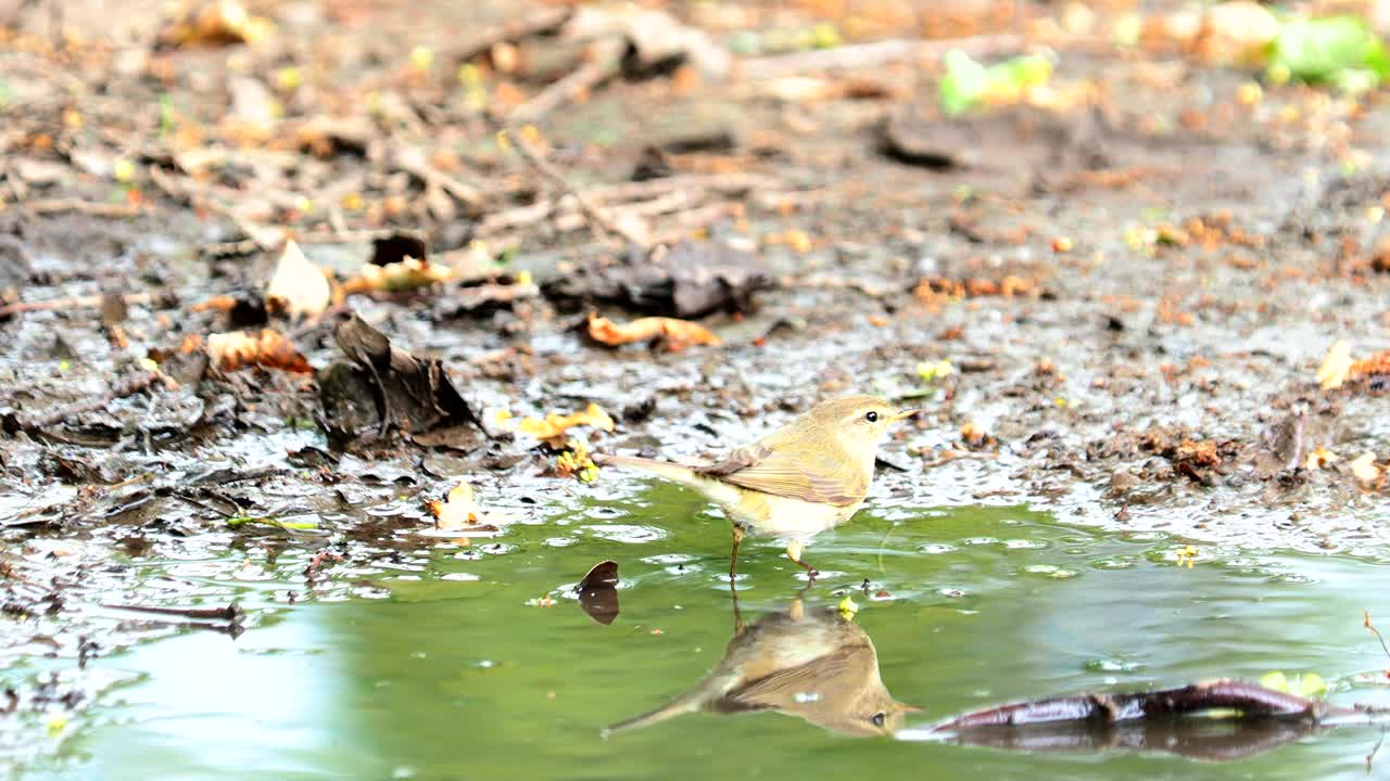 在洗澡的柳莺，Phylloscopus trochilus视频素材