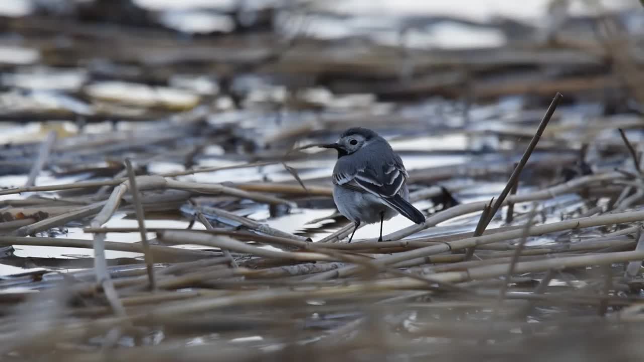 白鹡鸰(Motacilla alba)站在沼泽的草地上视频下载