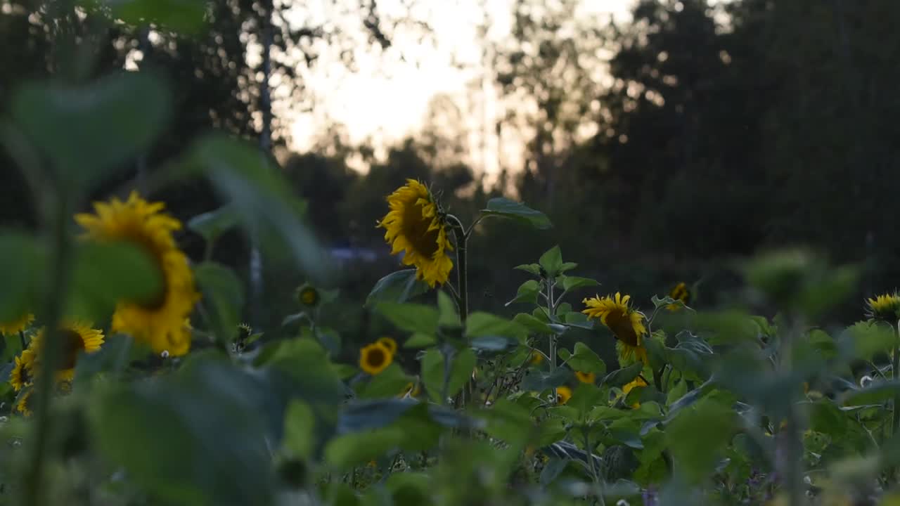 在一个阳光明媚的日子里，花园里盛开着向日葵视频下载