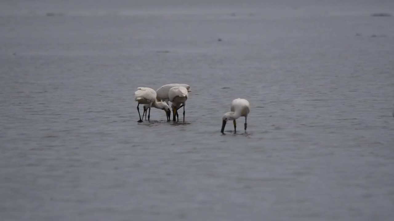 欧亚琵鹭或普通琵鹭行走在浅水中寻找食物视频下载