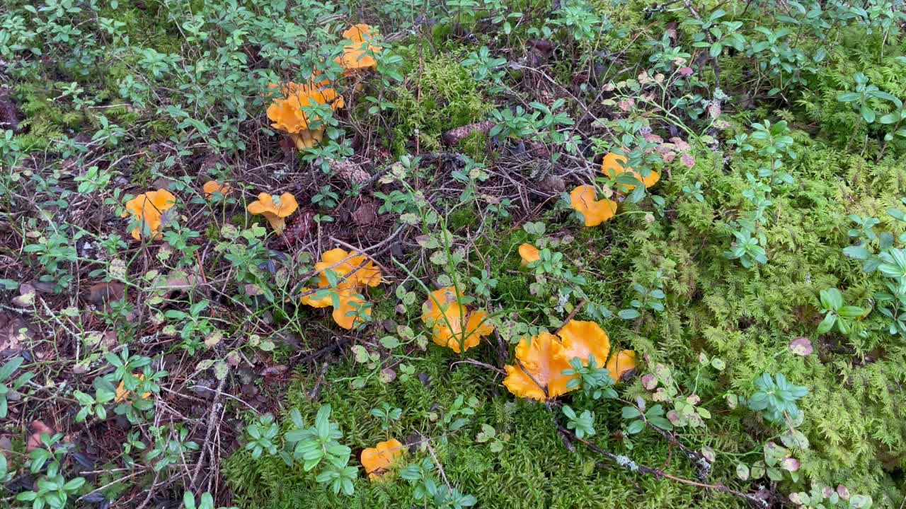 瑞典森林里的野生鸡油菌视频素材