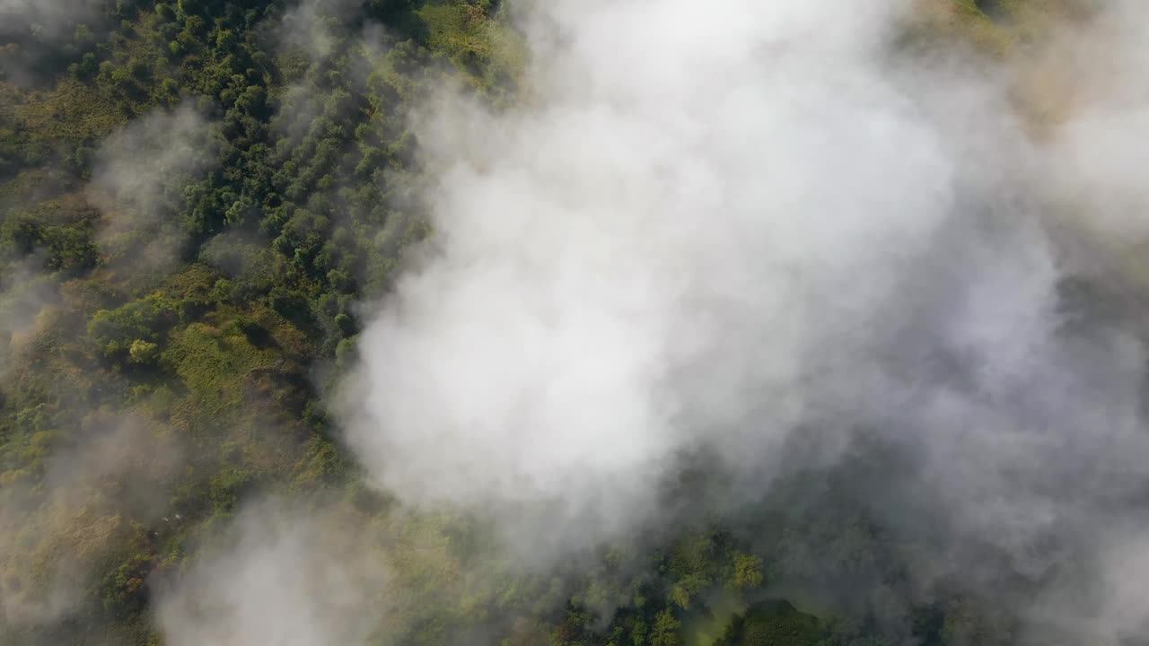 鸟瞰图从清晨的雾在绿色的树木景观。高湿度导致空气凝结在地面的薄雾中视频素材