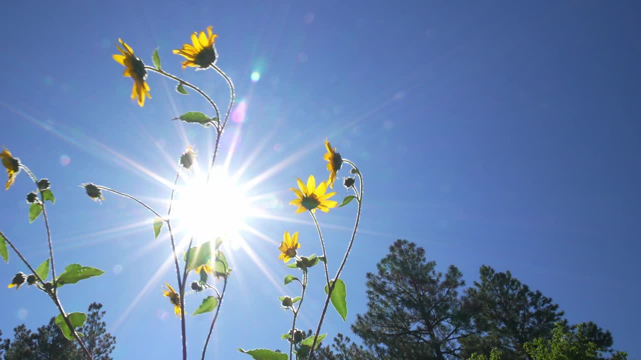 亚利桑那州的野花视频素材