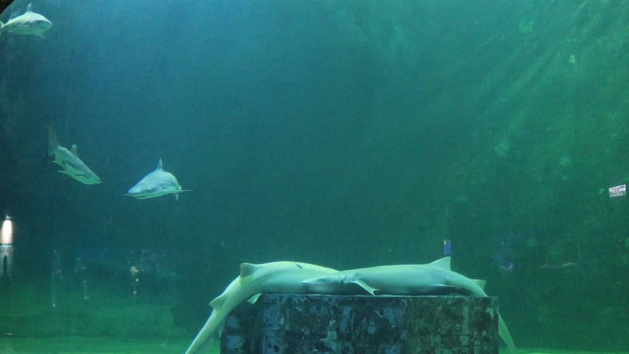 大水族馆里的鲨鱼视频素材