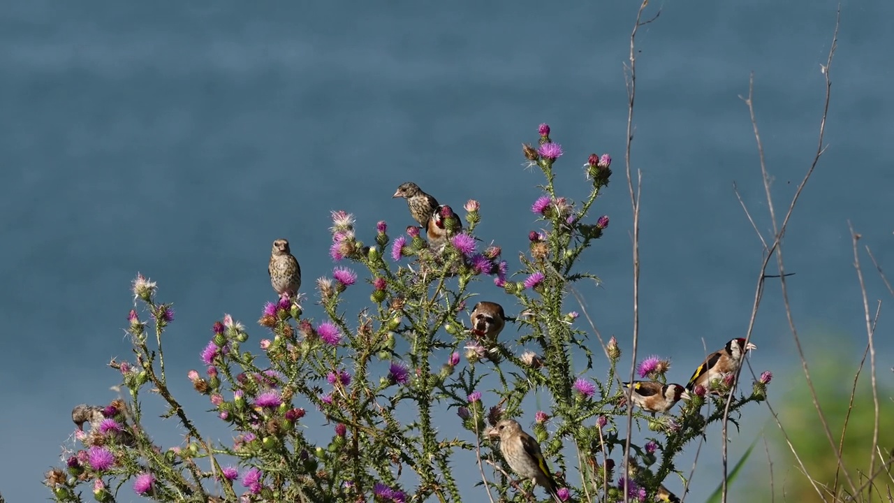 欧洲金翅雀Carduelis Carduelis，一种寻找植物种子的鸟视频素材