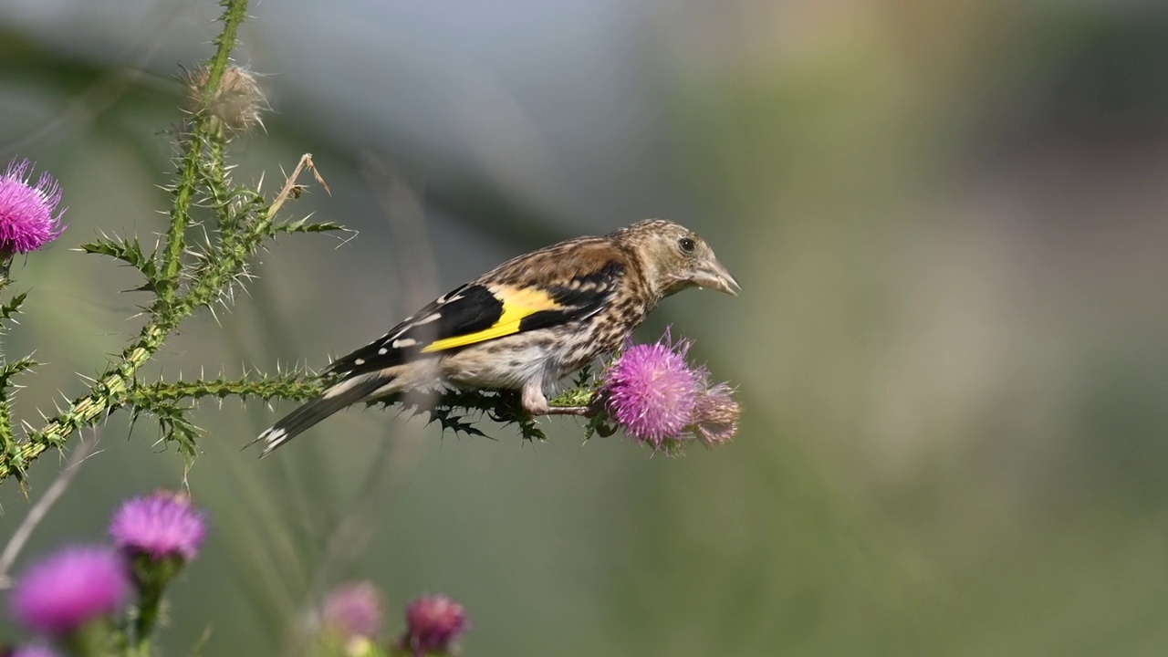 欧洲金翅雀Carduelis Carduelis，一种寻找植物种子的鸟。慢动作视频素材