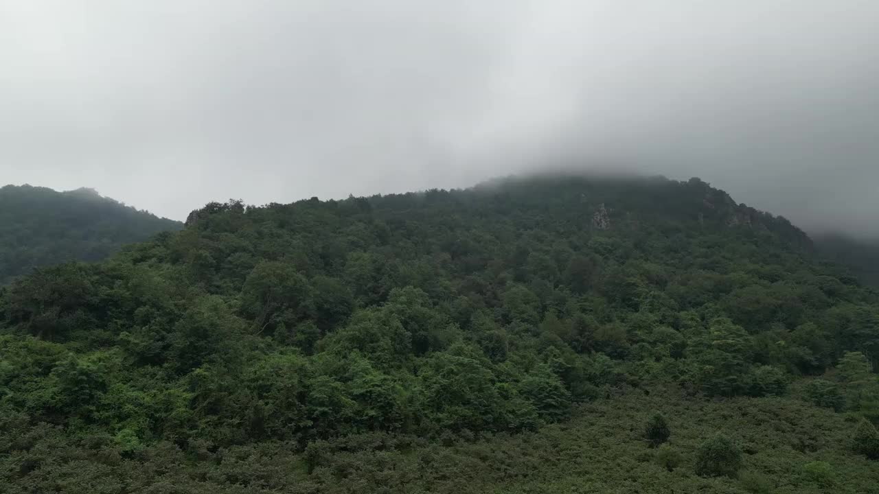 无人机拍摄到接近森林的画面。鸟瞰雾蒙蒙的森林。土耳其的存有视频下载