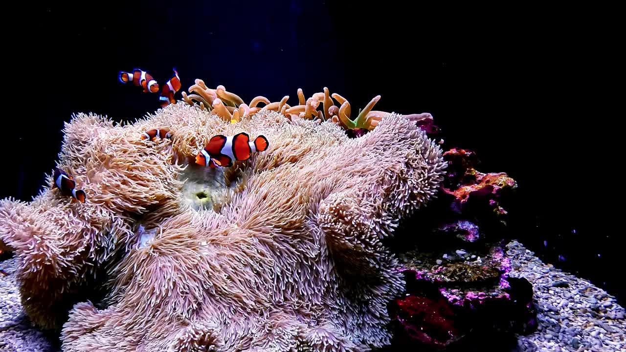 一群小丑鱼在水族馆的一头海葵周围游来游去。视频下载