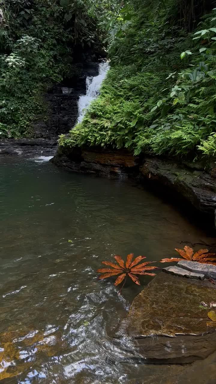 丛林中有河流和瀑布的自然小径视频素材