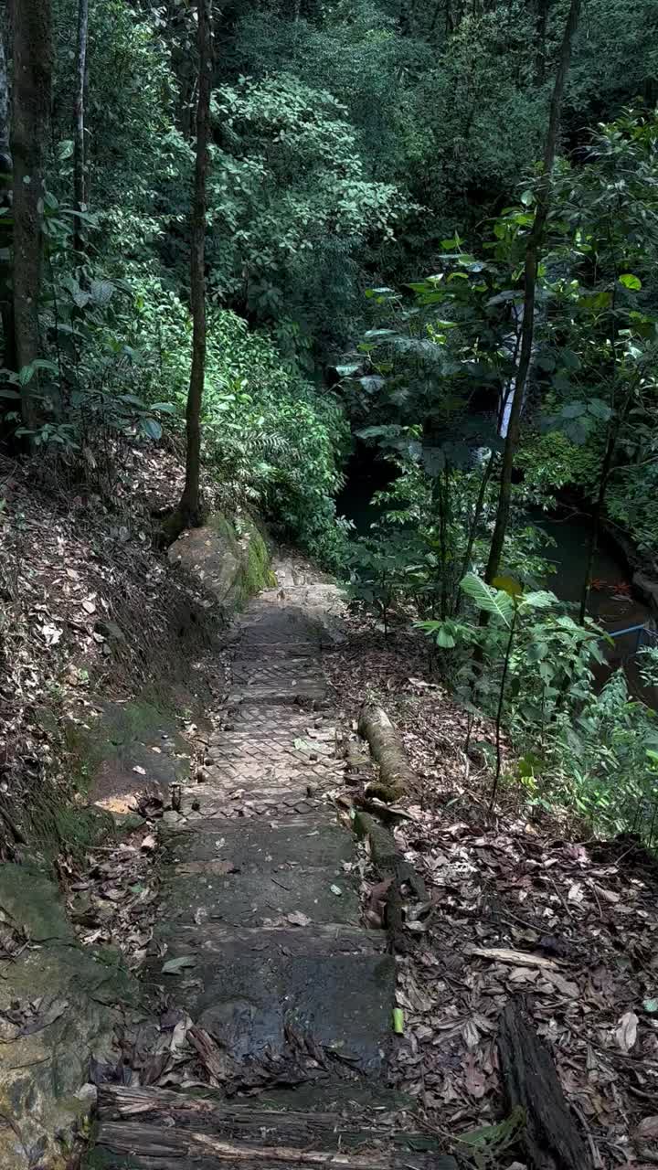 丛林中有河流和瀑布的自然小径视频素材