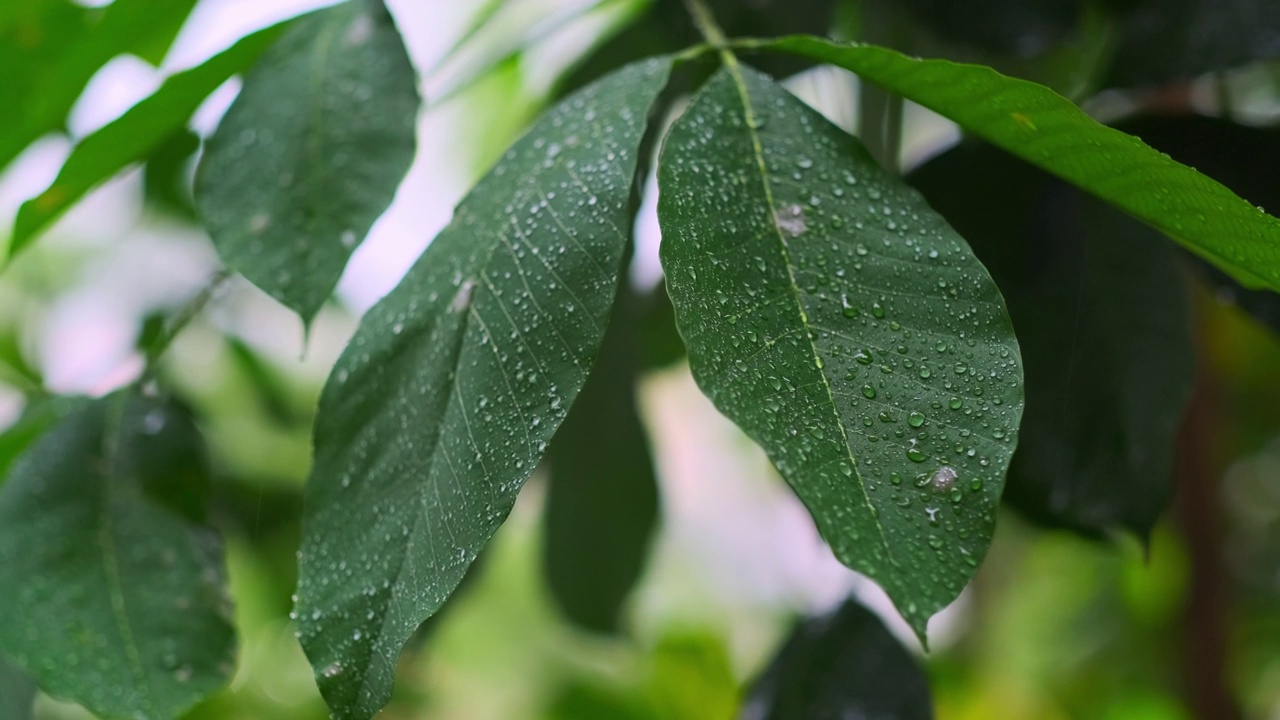 雨季热带森林中雨水中的树叶。采购产品丛林，自然，环境，绿色植物，潮湿，湿度，雨林，季风，滴，滴，湿度，雨滴，阵雨视频素材