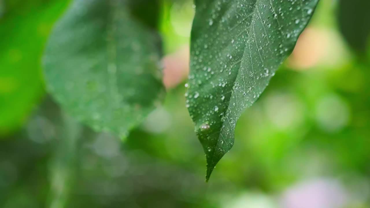 雨季热带森林中雨水中的树叶。采购产品丛林，自然，环境，绿色植物，潮湿，湿度，雨林，季风，滴，滴，湿度，雨滴，阵雨视频下载