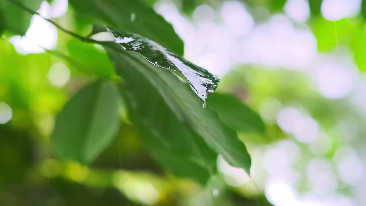 雨季热带森林中雨水中的树叶。采购产品丛林，自然，环境，绿色植物，潮湿，湿度，雨林，季风，滴，滴，湿度，雨滴，阵雨视频下载