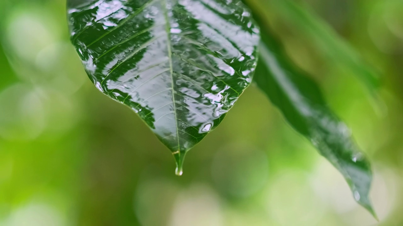 雨季热带森林中雨水中的树叶。采购产品丛林，自然，环境，绿色植物，潮湿，湿度，雨林，季风，滴，滴，湿度，雨滴，阵雨视频素材