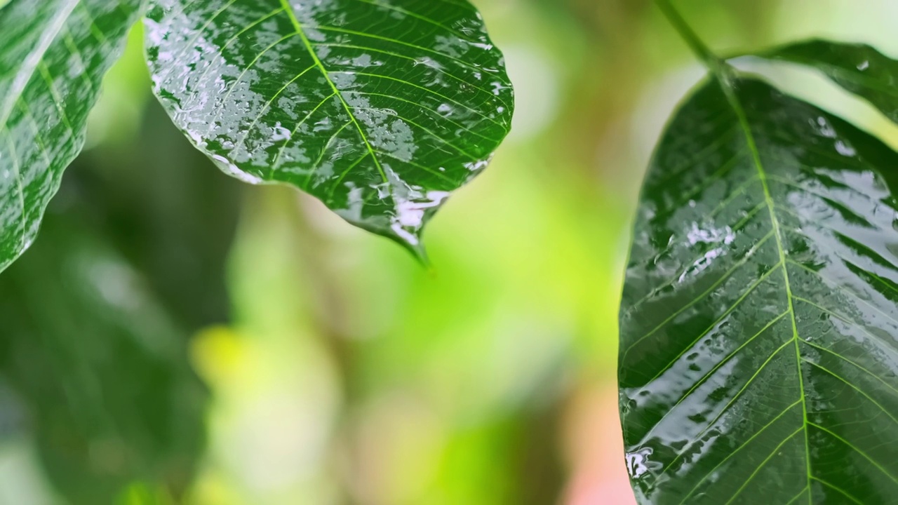 雨季热带森林中雨水中的树叶。采购产品丛林，自然，环境，绿色植物，潮湿，湿度，雨林，季风，滴，滴，湿度，雨滴，阵雨视频下载