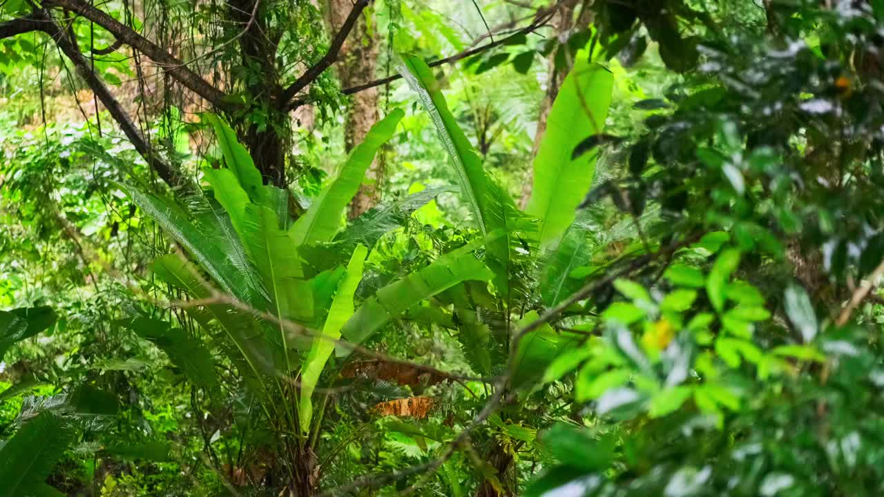 雨季热带森林中雨水中的树叶。采购产品丛林，自然，环境，绿色植物，潮湿，湿度，雨林，季风，滴，滴，湿度，雨滴，阵雨视频素材