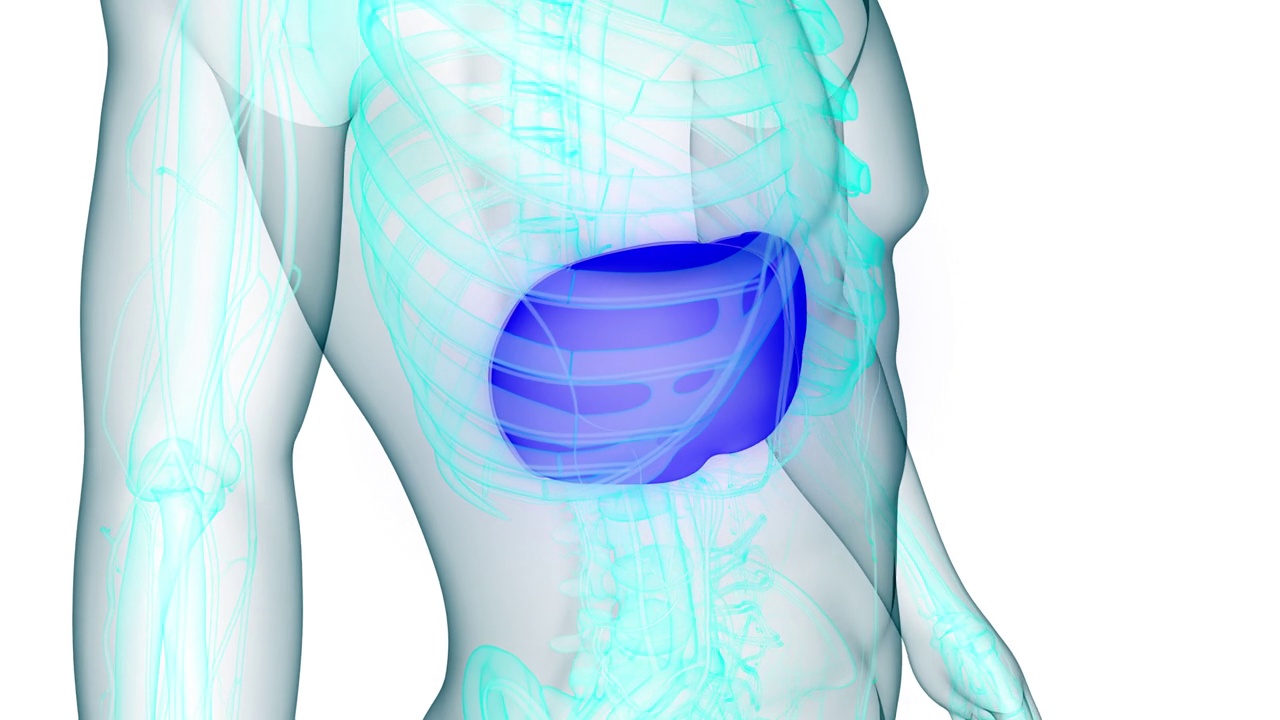 人体内部消化器官肝脏解剖动画概念视频素材