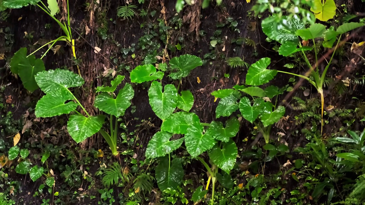 雨季热带森林中雨水中的树叶。采购产品丛林，自然，环境，绿色植物，潮湿，湿度，雨林，季风，滴，滴，湿度，雨滴，阵雨视频素材