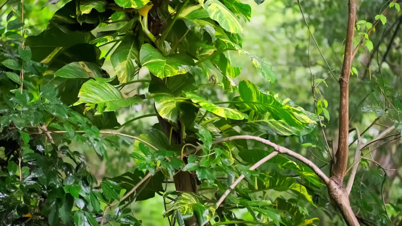 雨季热带森林中雨水中的树叶。采购产品丛林，自然，环境，绿色植物，潮湿，湿度，雨林，季风，滴，滴，湿度，雨滴，阵雨视频下载