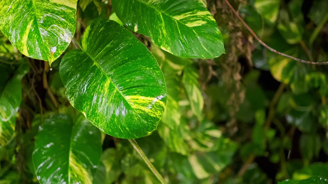 雨季热带森林中雨水中的树叶。采购产品丛林，自然，环境，绿色植物，潮湿，湿度，雨林，季风，滴，滴，湿度，雨滴，阵雨视频素材