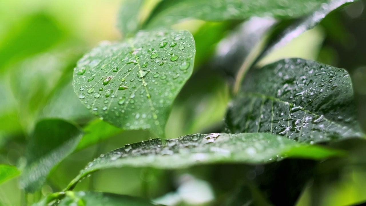 雨季热带森林中雨水中的树叶。采购产品丛林，自然，环境，绿色植物，潮湿，湿度，雨林，季风，滴，滴，湿度，雨滴，阵雨视频下载