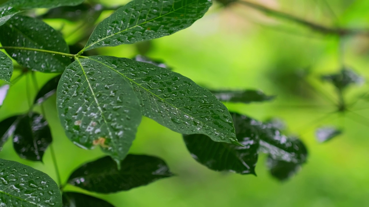 雨季热带森林中雨水中的树叶。采购产品丛林，自然，环境，绿色植物，潮湿，湿度，雨林，季风，滴，滴，湿度，雨滴，阵雨视频下载