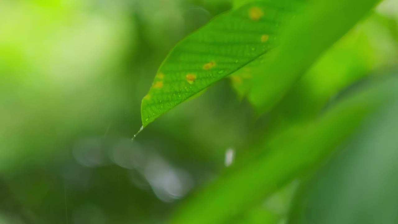 雨季热带森林中雨水中的树叶。采购产品丛林，自然，环境，绿色植物，潮湿，湿度，雨林，季风，滴，滴，湿度，雨滴，阵雨视频素材