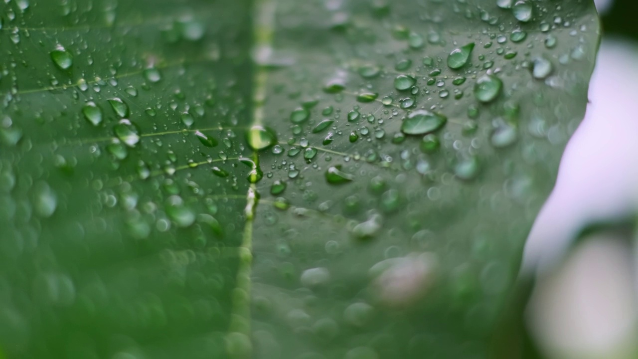 雨季热带森林中雨水中的树叶。采购产品丛林，自然，环境，绿色植物，潮湿，湿度，雨林，季风，滴，滴，湿度，雨滴，阵雨视频下载