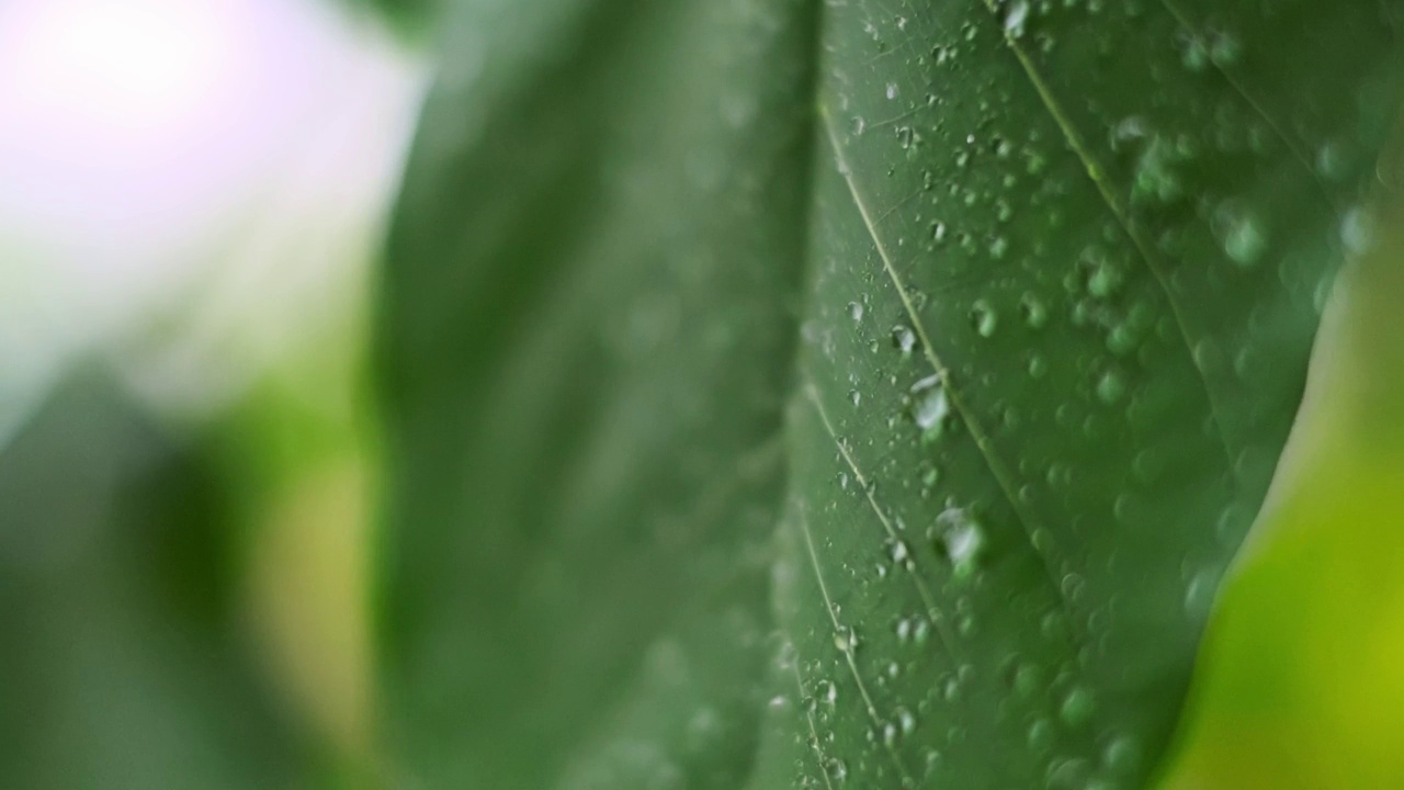 雨季热带森林中雨水中的树叶。采购产品丛林，自然，环境，绿色植物，潮湿，湿度，雨林，季风，滴，滴，湿度，雨滴，阵雨视频下载