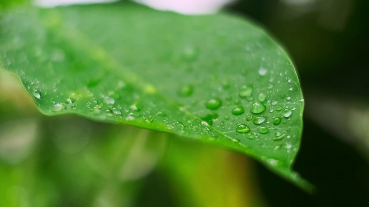 雨季热带森林中雨水中的树叶。采购产品丛林，自然，环境，绿色植物，潮湿，湿度，雨林，季风，滴，滴，湿度，雨滴，阵雨视频下载