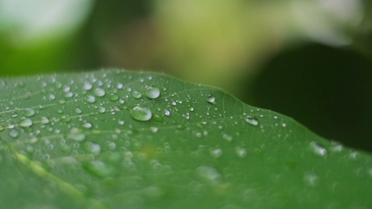 雨季热带森林中雨水中的树叶。采购产品丛林，自然，环境，绿色植物，潮湿，湿度，雨林，季风，滴，滴，湿度，雨滴，阵雨视频下载