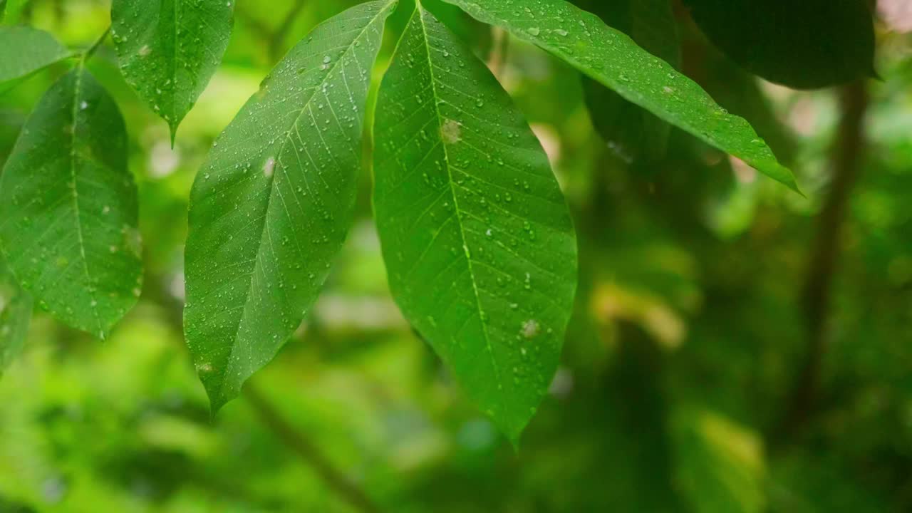 雨季热带森林中雨水中的树叶。采购产品丛林，自然，环境，绿色植物，潮湿，湿度，雨林，季风，滴，滴，湿度，雨滴，阵雨视频下载