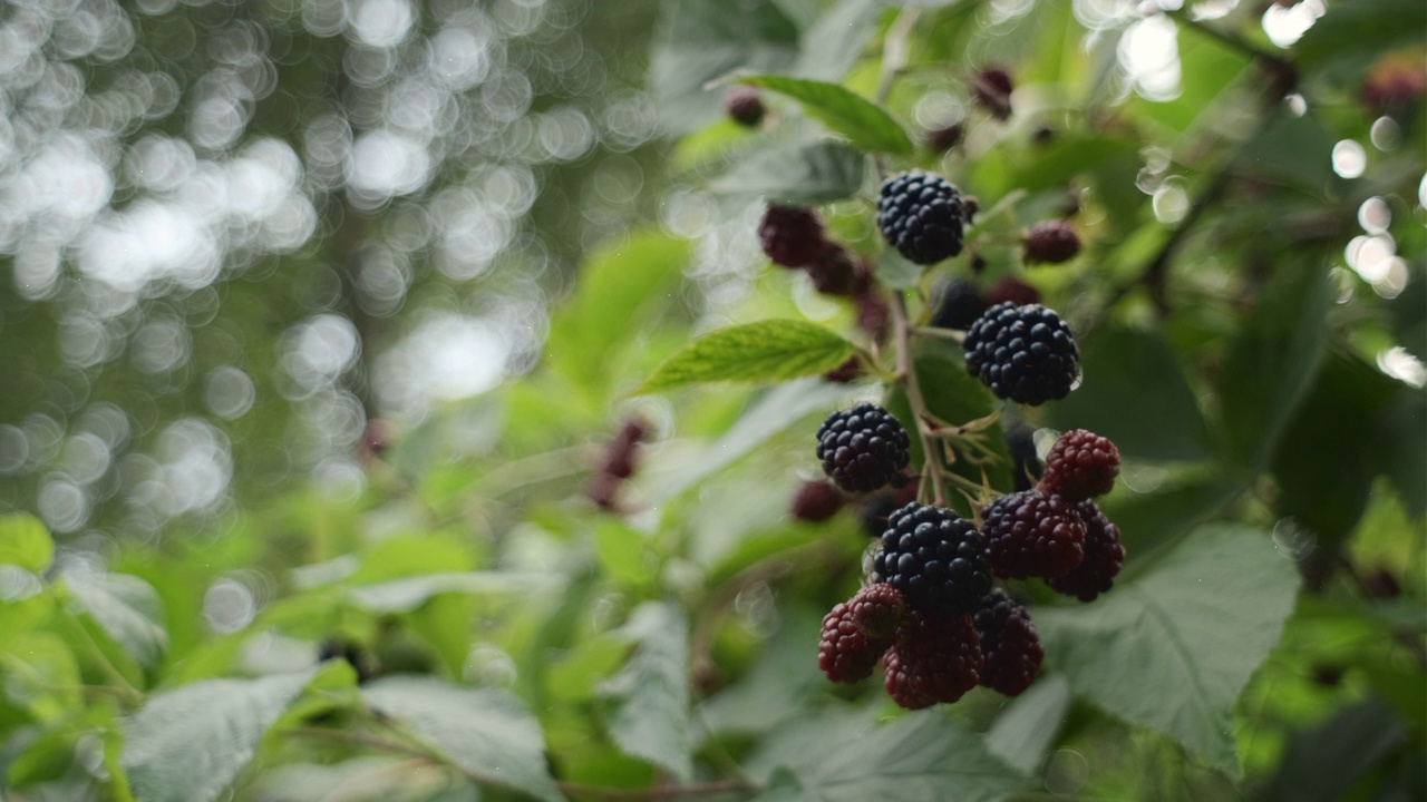 花园中新鲜黑莓的特写。夏日里，树枝上挂着一串成熟的黑莓果实，叶子翠绿。美丽的自然背景。天然维生素和健康食品的概念视频素材