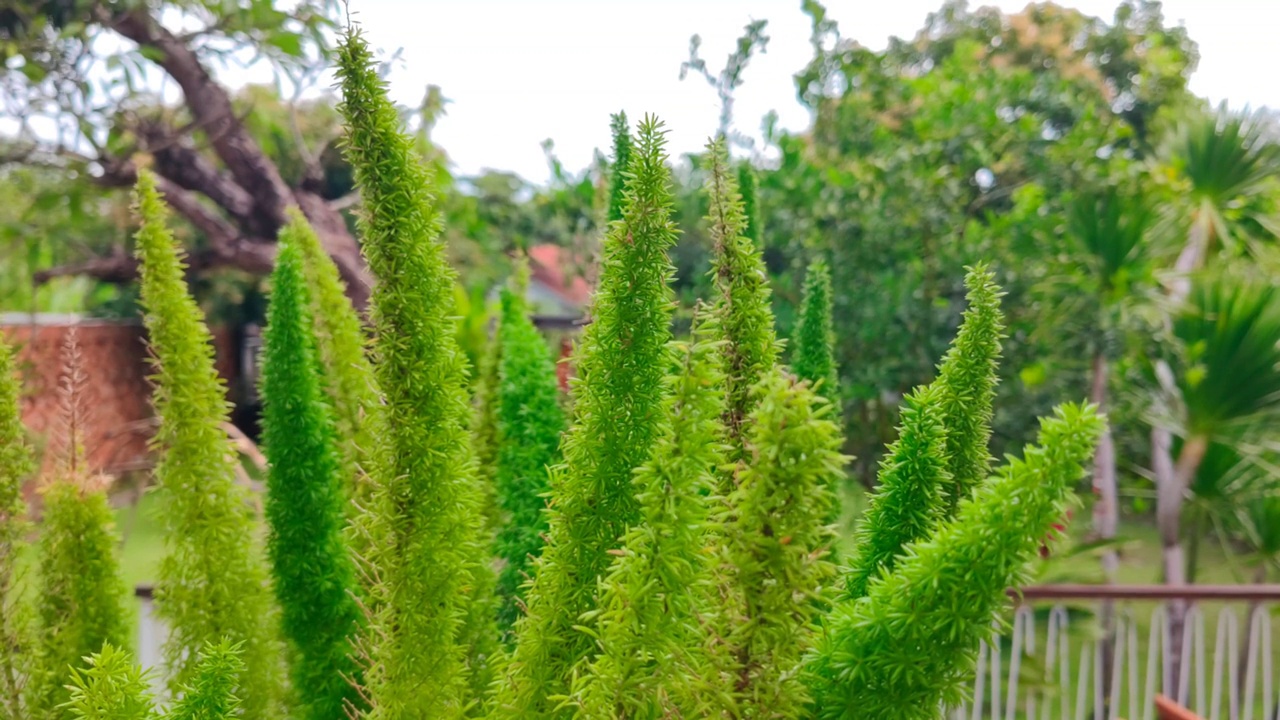 狐尾蕨(芦笋蕨)。视频下载