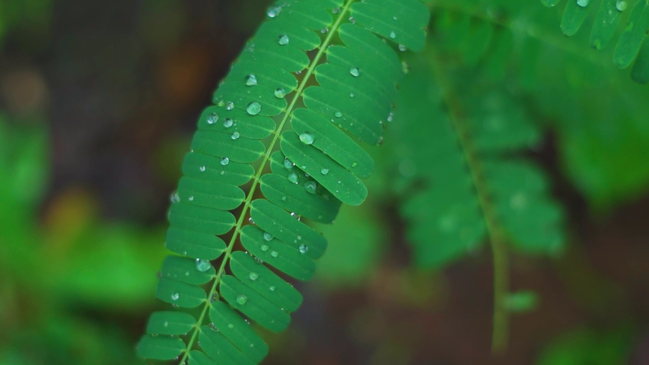 在印度古吉拉特邦的萨普塔拉，季风季节雨后雨滴落在绿叶上的特写镜头。雨后被小水滴覆盖的叶子。季风的背景。雨中的森林视频素材