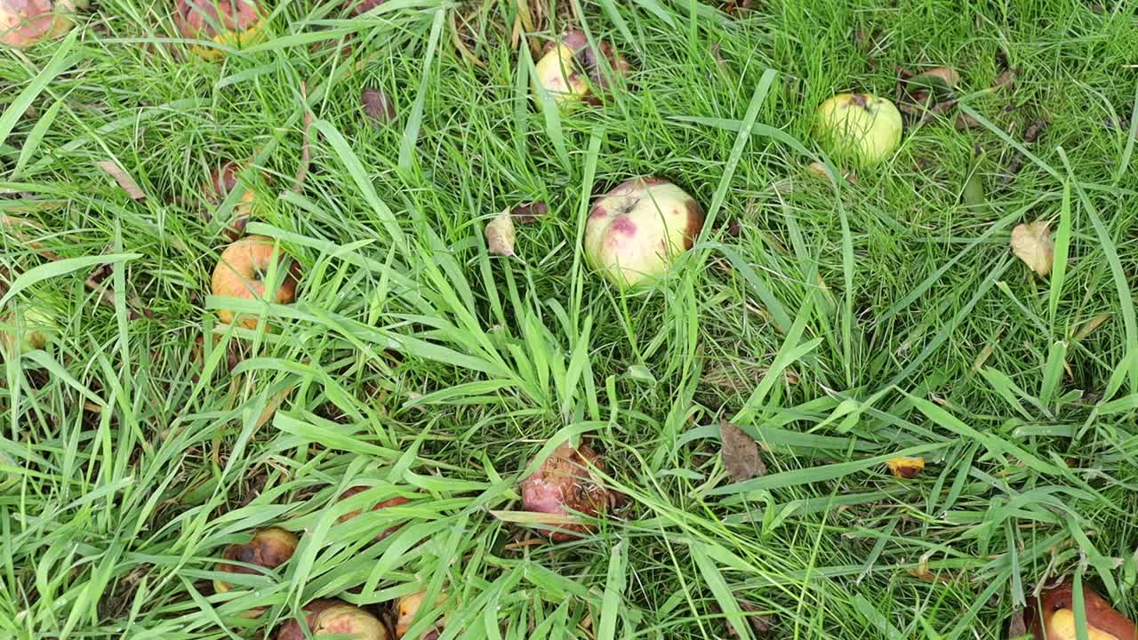 花园里草地上的烂苹果视频素材