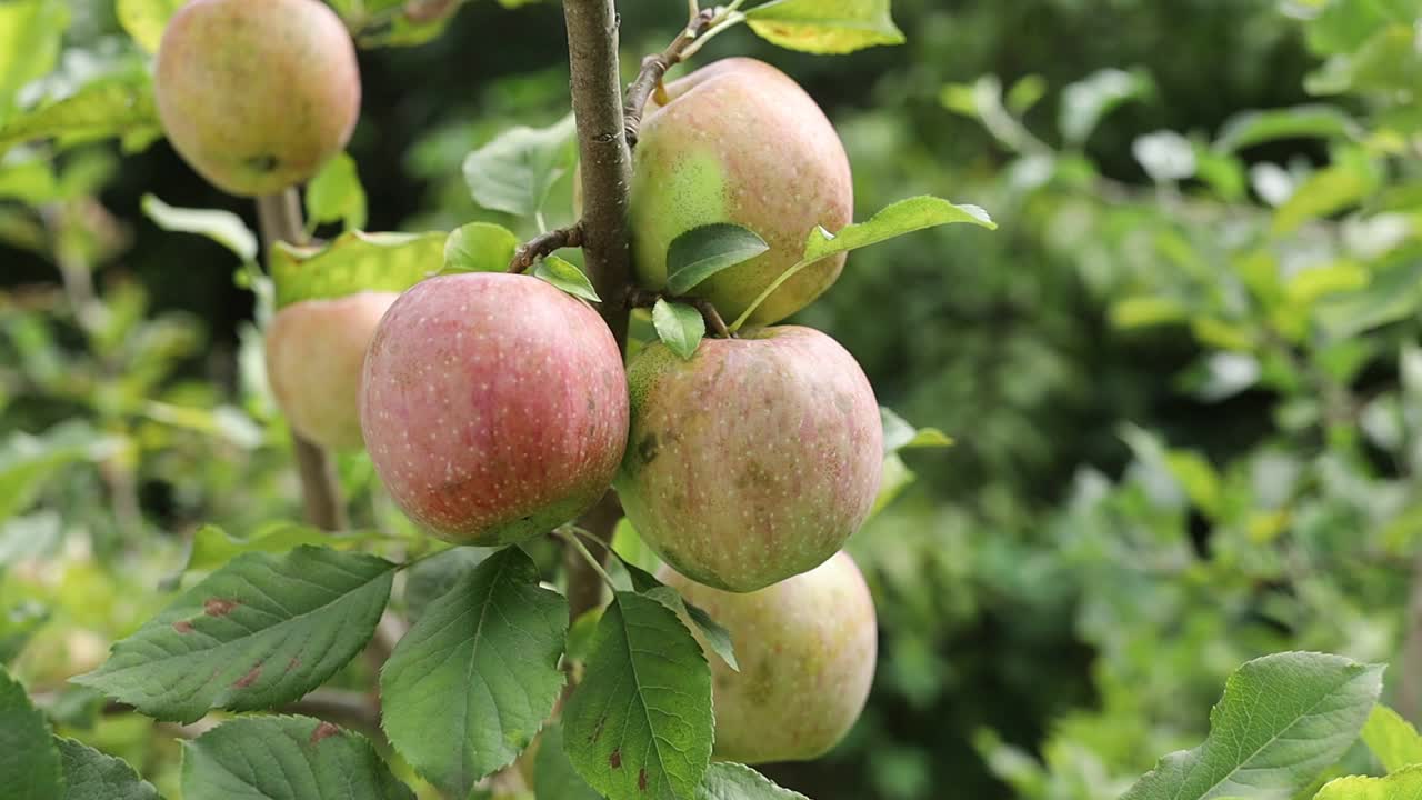 红苹果在花园里成熟了视频素材