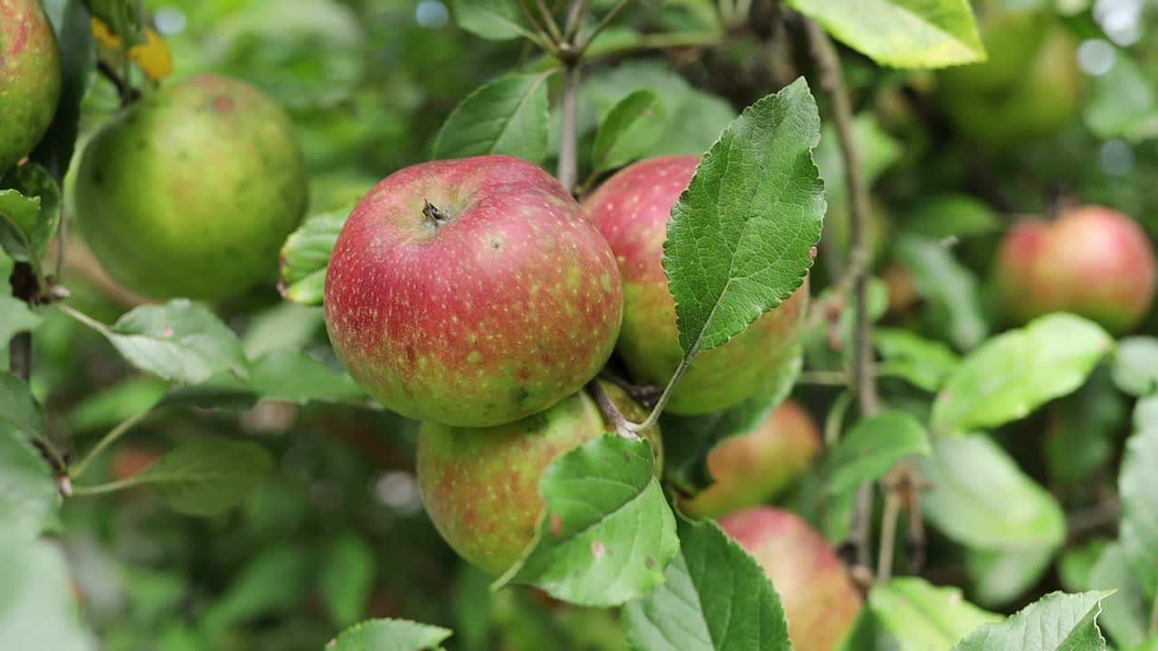 红苹果长在树上视频素材