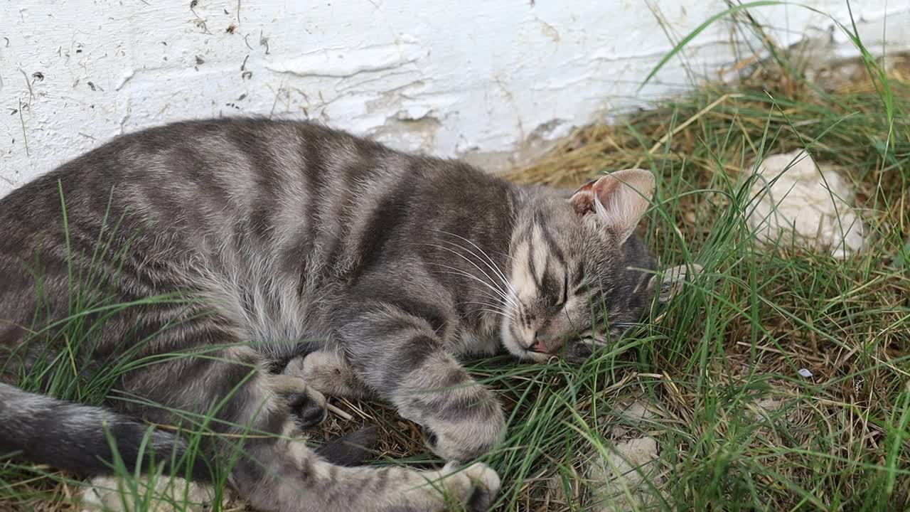 灰猫正在打盹休息。视频素材