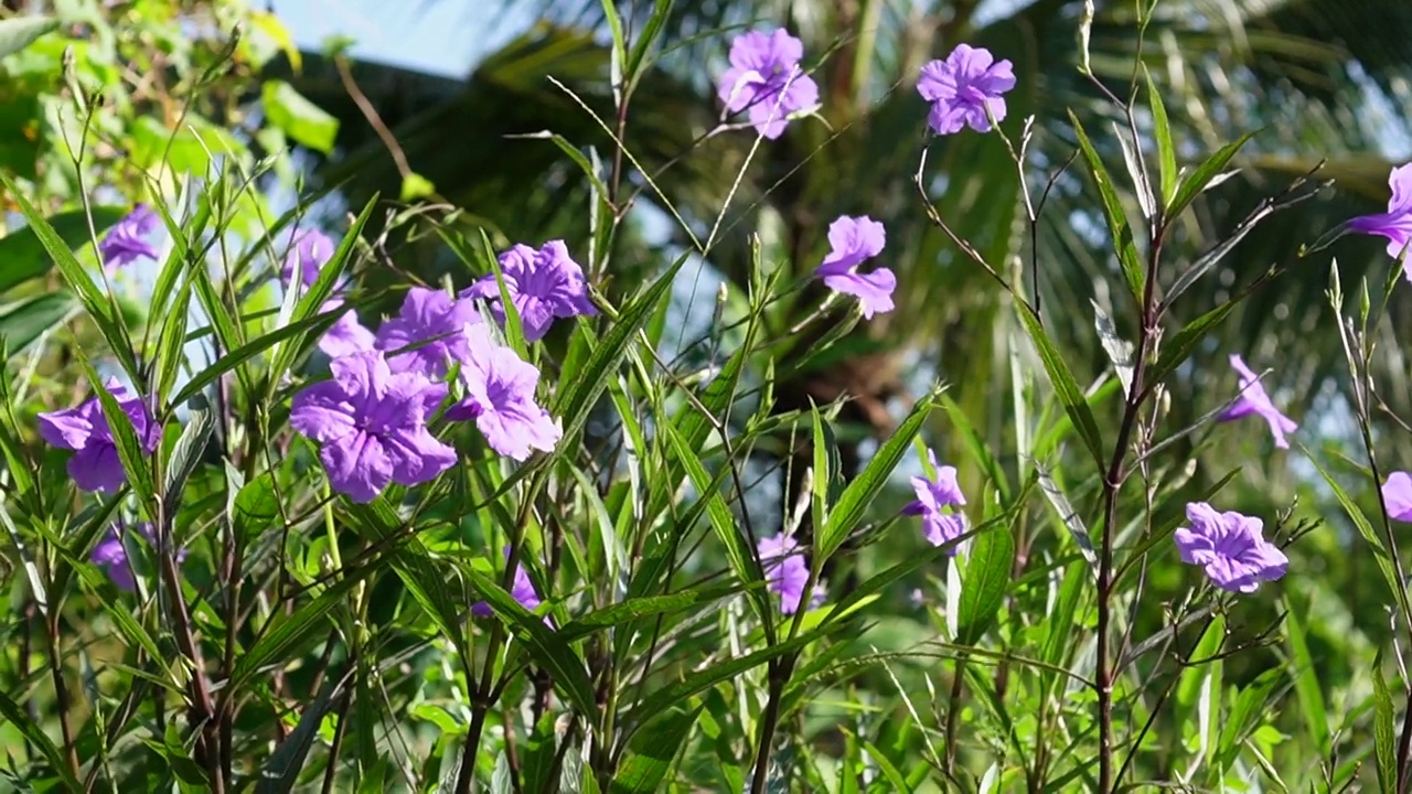 水仙花、水仙花、米尼根、铁根、小白根、爆豆荚、Cracker plant、traino、Toi ting ACANTHACEAE、Britton 's Wild、墨西哥风铃花、矮牵牛紫罗兰花，在自然背景下在花园里盛开视频素材