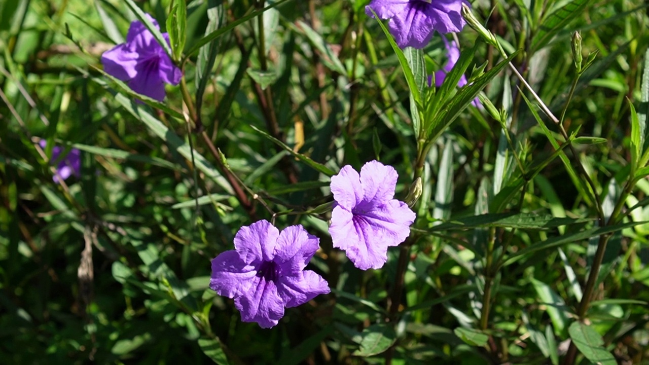 水仙花、水仙花、米尼根、铁根、小白根、爆豆荚、Cracker plant、traino、Toi ting ACANTHACEAE、Britton 's Wild、墨西哥风铃花、矮牵牛紫罗兰花，在自然背景下在花园里盛开视频素材