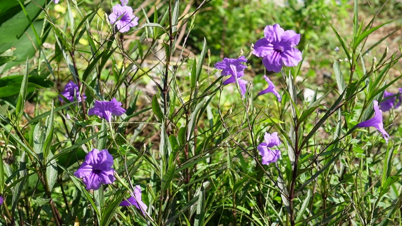 水仙花、水仙花、米尼根、铁根、小白根、爆豆荚、Cracker plant、traino、Toi ting ACANTHACEAE、Britton 's Wild、墨西哥风铃花、矮牵牛紫罗兰花，在自然背景下在花园里盛开视频素材