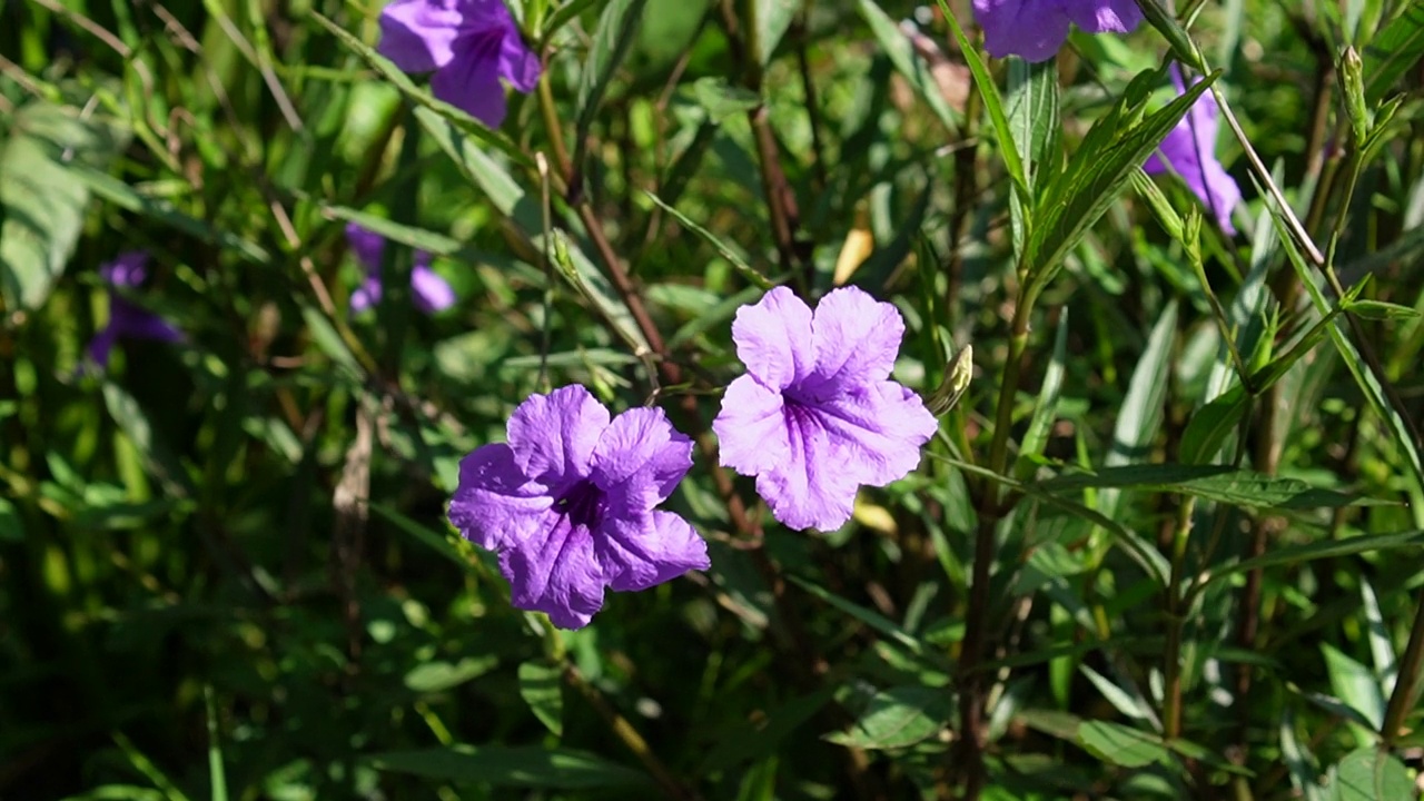 水仙花、水仙花、米尼根、铁根、小白根、爆豆荚、Cracker plant、traino、Toi ting ACANTHACEAE、Britton 's Wild、墨西哥风铃花、矮牵牛紫罗兰花，在自然背景下在花园里盛开视频素材