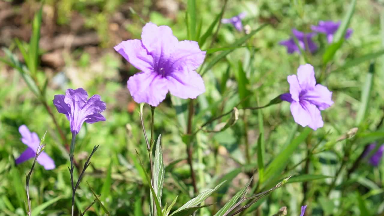 水仙花、水仙花、米尼根、铁根、小白根、爆豆荚、Cracker plant、traino、Toi ting ACANTHACEAE、Britton 's Wild、墨西哥风铃花、矮牵牛紫罗兰花，在自然背景下在花园里盛开视频素材