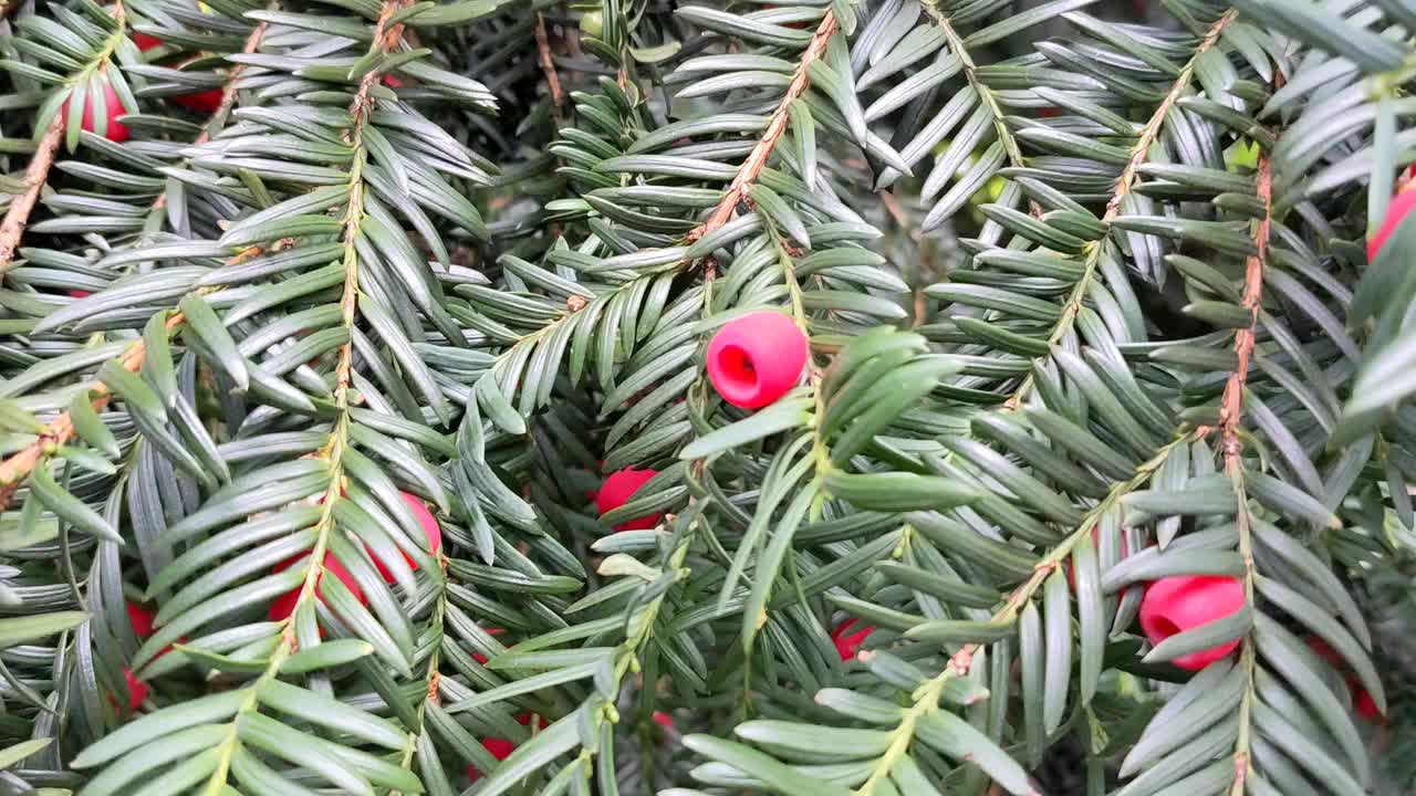 红豆杉(Taxus baccata)视频下载